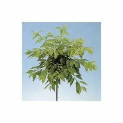 Prunus X Yedoensis 'Ivensii' | Cherry Blossom Tree | 9L Pot | 120-150cm 12 Prunus X Yedoensis 'Ivensii' | Cherry Blossom Tree | 9L Pot | 120-150cm -All Plants Sales Store TR01869L add image 2 357c