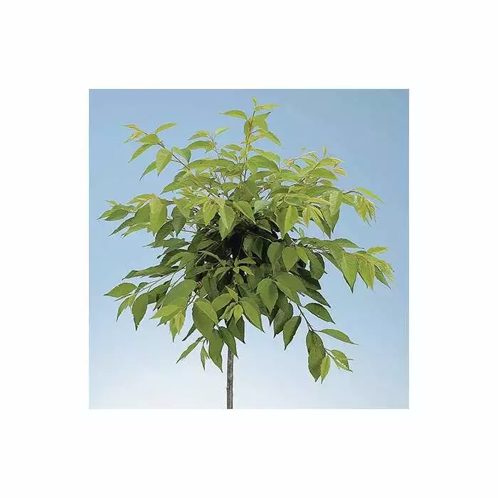 Prunus X Yedoensis 'Ivensii' | Cherry Blossom Tree | 9L Pot | 120-150cm 6 Prunus X Yedoensis 'Ivensii' | Cherry Blossom Tree | 9L Pot | 120-150cm - Image 4