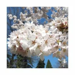 Prunus X Yedoensis 'Ivensii' | Cherry Blossom Tree | 9L Pot | 120-150cm 13 Prunus X Yedoensis 'Ivensii' | Cherry Blossom Tree | 9L Pot | 120-150cm -All Plants Sales Store TR01869L add image 3 068b