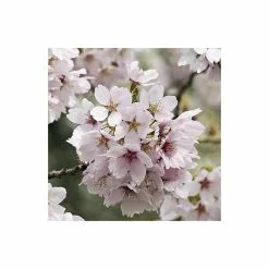Prunus X Yedoensis 'Ivensii' | Cherry Blossom Tree | Bare Root | 120-150cm -All Plants Sales Store TR0186BR add image 1 b5f8
