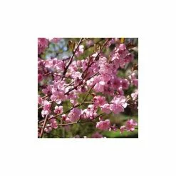 Prunus X Persicoides 'Spring Glow' | Cherry Blossom Tree | Bare Root | 120-150cm