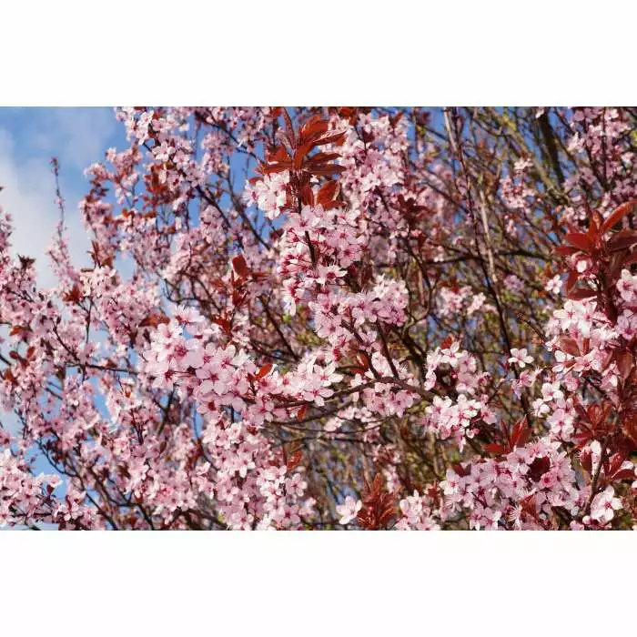 Prunus Cerasifera 'Nigra' | Cherry Blossom Tree | 9L Pot | 120-150cm 4 Prunus Cerasifera 'Nigra' | Cherry Blossom Tree | 9L Pot | 120-150cm - Image 2