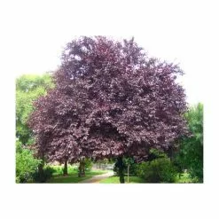 Prunus Cerasifera 'Nigra' | Cherry Blossom Tree | Bare Root | 120-150cm -All Plants Sales Store TR0188BR add image 1 d89b