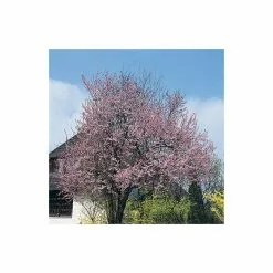 Prunus Cerasifera 'Nigra' | Cherry Blossom Tree | Bare Root | 120-150cm -All Plants Sales Store TR0188BR add image 2 7baf