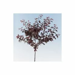 Prunus Cerasifera 'Nigra' | Cherry Blossom Tree | Bare Root | 120-150cm -All Plants Sales Store TR0188BR add image 3 6a80