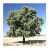 Quercus Ilex | Evergreen Oak Tree | 9L Pot | 120-150cm -All Plants Sales Store TR0189 main image a2ef