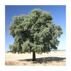 Quercus Ilex | Evergreen Oak Tree | 9L Pot | 120-150cm