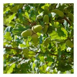 Quercus Robur | English Oak Tree | Bare Root | 120-150cm -All Plants Sales Store TR0190BR add image 1 7b5c