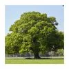 Quercus Robur | English Oak Tree | Bare Root | 120-150cm