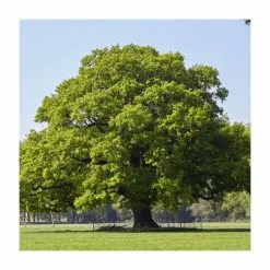 Quercus Robur | English Oak Tree | Bare Root | 120-150cm