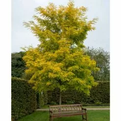 Robinia Pseudoacacia 'Frisia' | Yellow False Acacia Trees | 9L Pot | 120-150cm -All Plants Sales Store TR01929L add image 1 c599