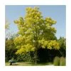 Robinia Pseudoacacia 'Frisia' | Yellow False Acacia Trees | 9L Pot | 120-150cm -All Plants Sales Store TR01929L main image b9e2