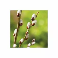 Salix Caprea 'Kilmarnock' | Willow Tree -All Plants Sales Store TR0194 add image 3 25b0