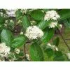 Sorbus Aria 'Lutescens' | Whitebeam Rowan Tree | 9L Pot | 120-150cm -All Plants Sales Store TR01979L add image 1 aca6