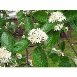 Sorbus Aria 'Lutescens' | Whitebeam Rowan Tree | 9L Pot | 120-150cm 7 Sorbus Aria 'Lutescens' | Whitebeam Rowan Tree | 9L Pot | 120-150cm -All Plants Sales Store TR01979L add image 1 c4ee