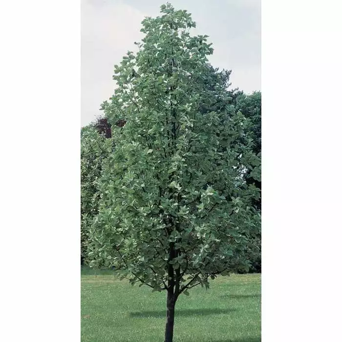 Sorbus Aria 'Lutescens' | Whitebeam Rowan Tree | 9L Pot | 120-150cm 4 Sorbus Aria 'Lutescens' | Whitebeam Rowan Tree | 9L Pot | 120-150cm - Image 2