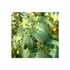 Sorbus Aucuparia 'Asplenifolia' | Rowan Tree | 9L Pot | 120-150cm -All Plants Sales Store TR01999L add image 1 e916