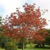 Acer Cappadocicum Rubrum | 12L Pot 2 Acer Cappadocicum Rubrum | 12L Pot -All Plants Sales Store TR020001630 6c32