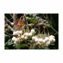 Sorbus Cashmiriana | Rowan Tree | Bare Root | 120-150cm -All Plants Sales Store TR0200BR add image 1 3634