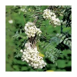 Sorbus Cashmiriana | Rowan Tree | Bare Root | 120-150cm -All Plants Sales Store TR0200BR add image 2 b5c3