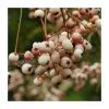 Sorbus Cashmiriana | Rowan Tree | Bare Root | 120-150cm -All Plants Sales Store TR0200BR main image 328a