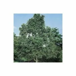 Sorbus Pseudohupehensis 'Pink Pagoda' | Rowan Tree | 9L Pot | 120-150cm