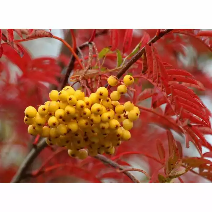 Sorbus 'Joseph Rock' | Mountian Ash Rowan Tree | 9L Pot | 120-150cm 5 Sorbus 'Joseph Rock' | Mountian Ash Rowan Tree | 9L Pot | 120-150cm - Image 3