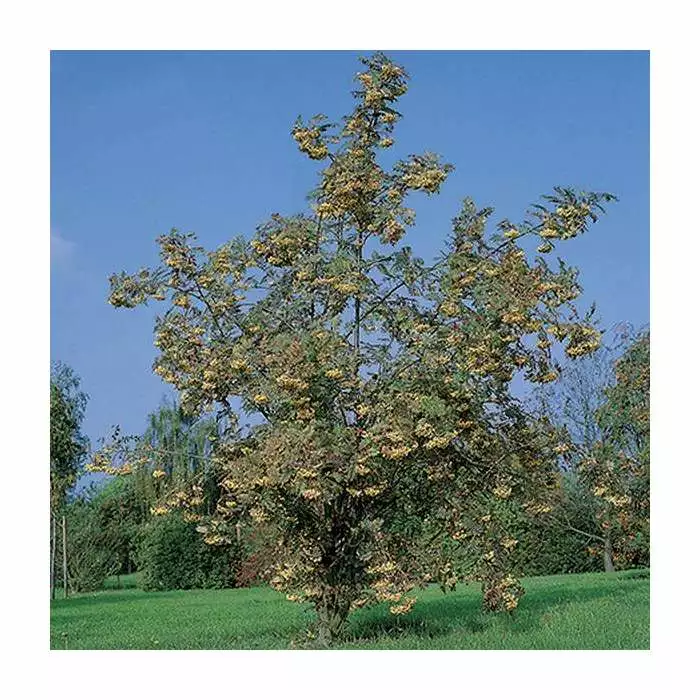 Sorbus 'Joseph Rock' | Mountian Ash Rowan Tree | 9L Pot | 120-150cm 3 Sorbus 'Joseph Rock' | Mountian Ash Rowan Tree | 9L Pot | 120-150cm