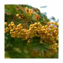 Sorbus 'Joseph Rock' | Mountian Ash Rowan Tree | 9L Pot | 120-150cm 7 Sorbus 'Joseph Rock' | Mountian Ash Rowan Tree | 9L Pot | 120-150cm -All Plants Sales Store TR02039L rollover image 4dac