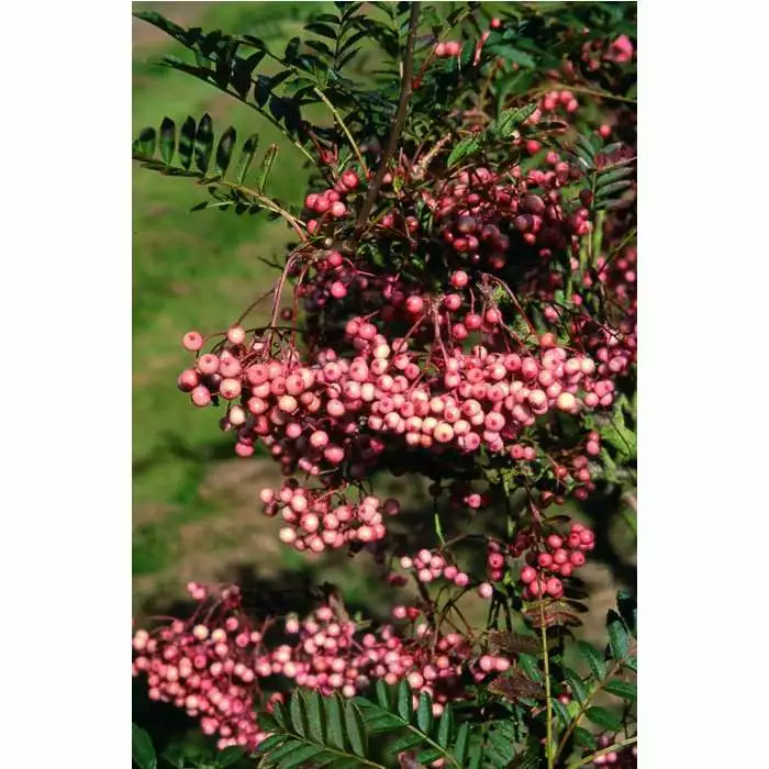 Sorbus Vilmorinii | Rowan Tree | Bare Root | 120-150cm 5 Sorbus Vilmorinii | Rowan Tree | Bare Root | 120-150cm - Image 3