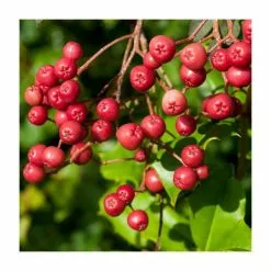 Sorbus Vilmorinii | Rowan Tree | Bare Root | 120-150cm 13 Sorbus Vilmorinii | Rowan Tree | Bare Root | 120-150cm -All Plants Sales Store TR0204BR add image 4 925a