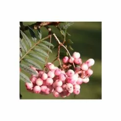 Sorbus Vilmorinii | Rowan Tree | Bare Root | 120-150cm