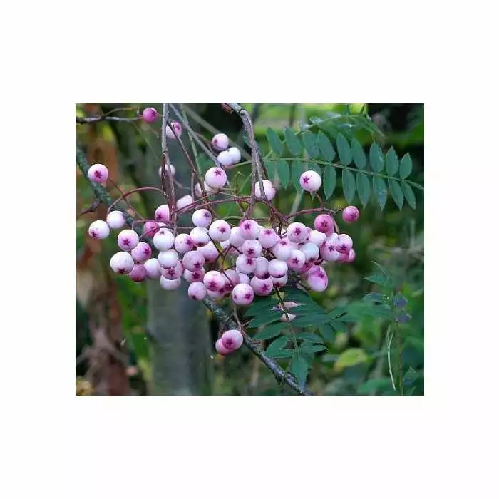 Sorbus Vilmorinii | Rowan Tree | Bare Root | 120-150cm 4 Sorbus Vilmorinii | Rowan Tree | Bare Root | 120-150cm - Image 2