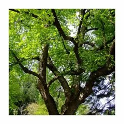 Tilia Platyphyllos 'Rubra' | Large Leaf Lime Tree | 9L Pot | 120-150cm -All Plants Sales Store TR0205 add image 1 2c74