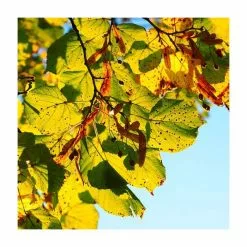 Tilia Platyphyllos 'Rubra' | Large Leaf Lime Tree | 9L Pot | 120-150cm -All Plants Sales Store TR0205 add image 3 63a7