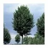 Tilia Platyphyllos 'Rubra' | Large Leaf Lime Tree | 9L Pot | 120-150cm 2 Tilia Platyphyllos 'Rubra' | Large Leaf Lime Tree | 9L Pot | 120-150cm -All Plants Sales Store TR0205 main image a1ce