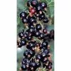 20-30cm Ben Alder' Blackcurrant Bush | Bare Root -All Plants Sales Store TR0206BR main image cb4d