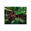 20-30cm Titania' Blackcurrant Bush | Bare Root 1 20-30cm Titania' Blackcurrant Bush | Bare Root -All Plants Sales Store TR0209BR main image 7c9f