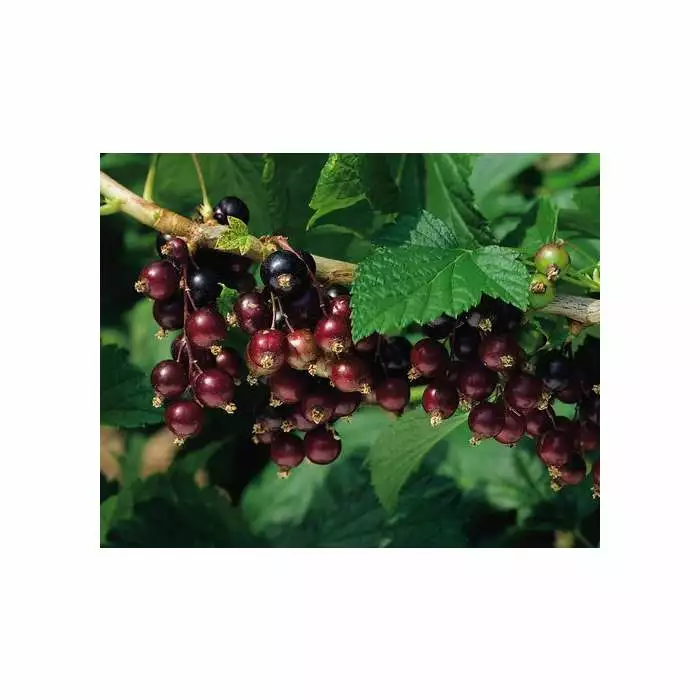 20-30cm Titania' Blackcurrant Bush | Bare Root 3 20-30cm Titania' Blackcurrant Bush | Bare Root
