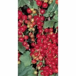 20-30cm Jonkheer Van Tets' Redcurrant Bush | Bare Root