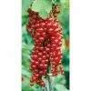 20-30cm Rovada' Redcurrant Bush | Bare Root -All Plants Sales Store TR0211BR main image 8ab5
