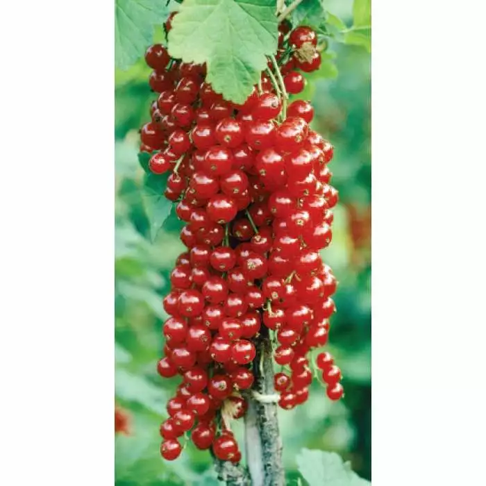 20-30cm Rovada' Redcurrant Bush | Bare Root 3 20-30cm Rovada' Redcurrant Bush | Bare Root