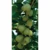 20-30cm Hinnonmaki Green' Gooseberry Bush | Bare Root -All Plants Sales Store TR0212BR add image 1 89d5