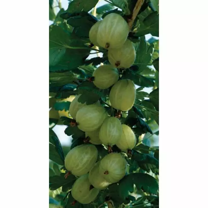 20-30cm Hinnonmaki Green' Gooseberry Bush | Bare Root 3 20-30cm Hinnonmaki Green' Gooseberry Bush | Bare Root