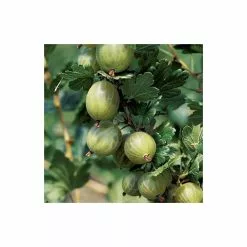20-30cm Invicta' Gooseberry Bush | Bare Root -All Plants Sales Store TR0215BR add image 1 ae6e