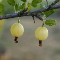 20-30cm Invicta' Gooseberry Bush | Bare Root
