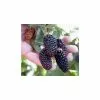 20-30cm Waldo' Blackberry Bush | Bare Root -All Plants Sales Store TR0217BR main image 6ea3