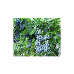 10-20cm 'Sunshine Blue' Evergreen Blueberry Bush | 3L Pot -All Plants Sales Store TR0253 add image 1 23be