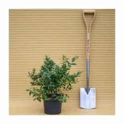 10-20cm 'Sunshine Blue' Evergreen Blueberry Bush | 3L Pot -All Plants Sales Store TR0253 add image 2 ff99