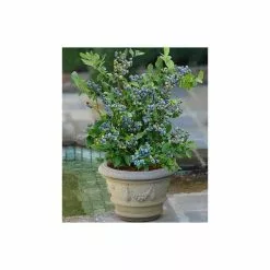 10-20cm 'Sunshine Blue' Evergreen Blueberry Bush | 3L Pot -All Plants Sales Store TR0253 add image 3 0b14